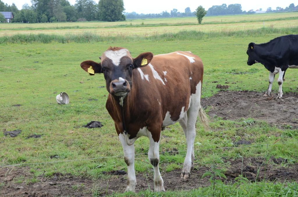 Farm Stay Hof Auf Der Wurp Harrierwurp Esterno foto